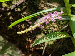 Smitinandia micrantha