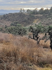 Leonotis nepetifolia