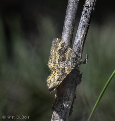 Epirrhoe plebeculata