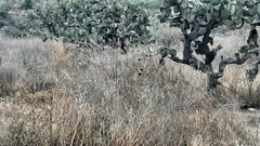 Leonotis nepetifolia