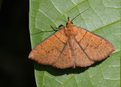 Singara diversalis