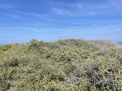 Simmondsia chinensis