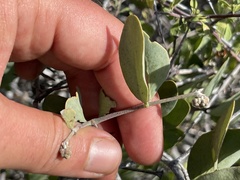 Simmondsia chinensis