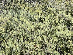 Simmondsia chinensis