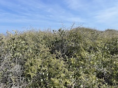 Simmondsia chinensis