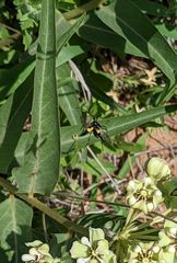 Typocerus lunulatus