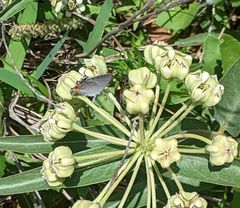 Typocerus lunulatus