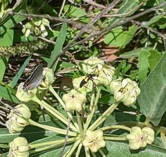 Typocerus lunulatus