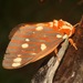 Regal Moth - Photo (c) Laura Gaudette, some rights reserved (CC BY), uploaded by Laura Gaudette