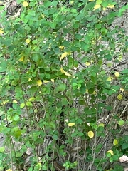 Styrax officinalis