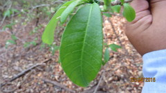 Tabernaemontana amygdalifolia