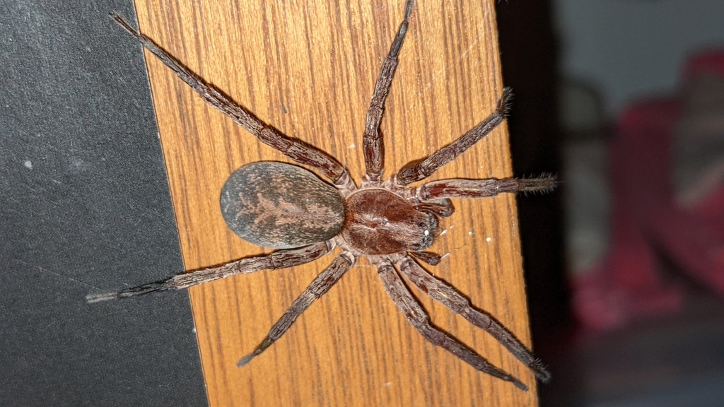 Arkansas wandering spider