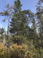 Arctostaphylos columbiana