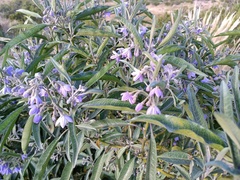 Solanum nitidum