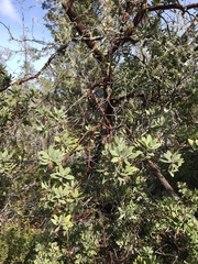 Arctostaphylos columbiana