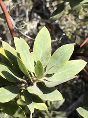 Arctostaphylos columbiana
