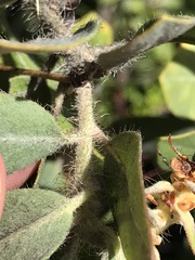 Arctostaphylos columbiana