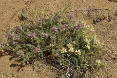 Astragalus andersonii