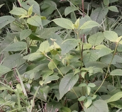 Monarda bradburiana
