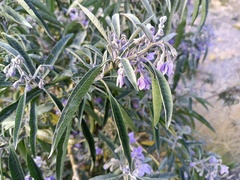 Solanum nitidum