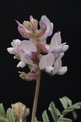 Astragalus andersonii