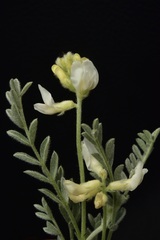 Astragalus andersonii