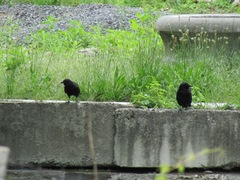 Corvus brachyrhynchos