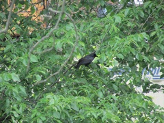 Corvus brachyrhynchos