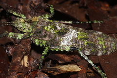 Pseudophyllinae