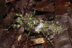 Pseudophyllinae
