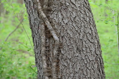 Toxicodendron radicans