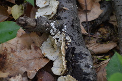 Trametes pubescens