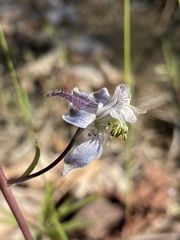 Delphinium lineapetalum