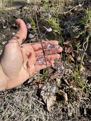 Delphinium lineapetalum