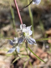 Delphinium lineapetalum