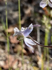 Delphinium lineapetalum