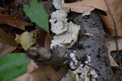 Trametes pubescens