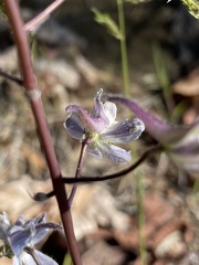 Delphinium lineapetalum