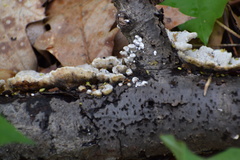 Trametes pubescens
