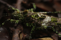 Pseudophyllinae