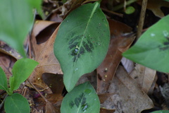 Persicaria virginiana