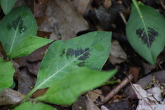 Persicaria virginiana