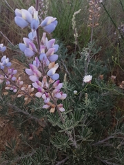 Lupinus longifolius