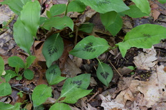 Persicaria virginiana