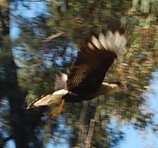 Caracara plancus