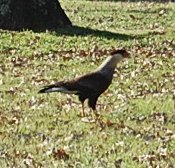 Caracara plancus
