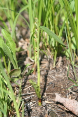 Botrychium simplex