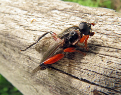 Chalcosyrphus valgus