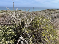 Simmondsia chinensis