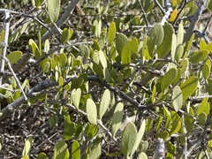 Simmondsia chinensis